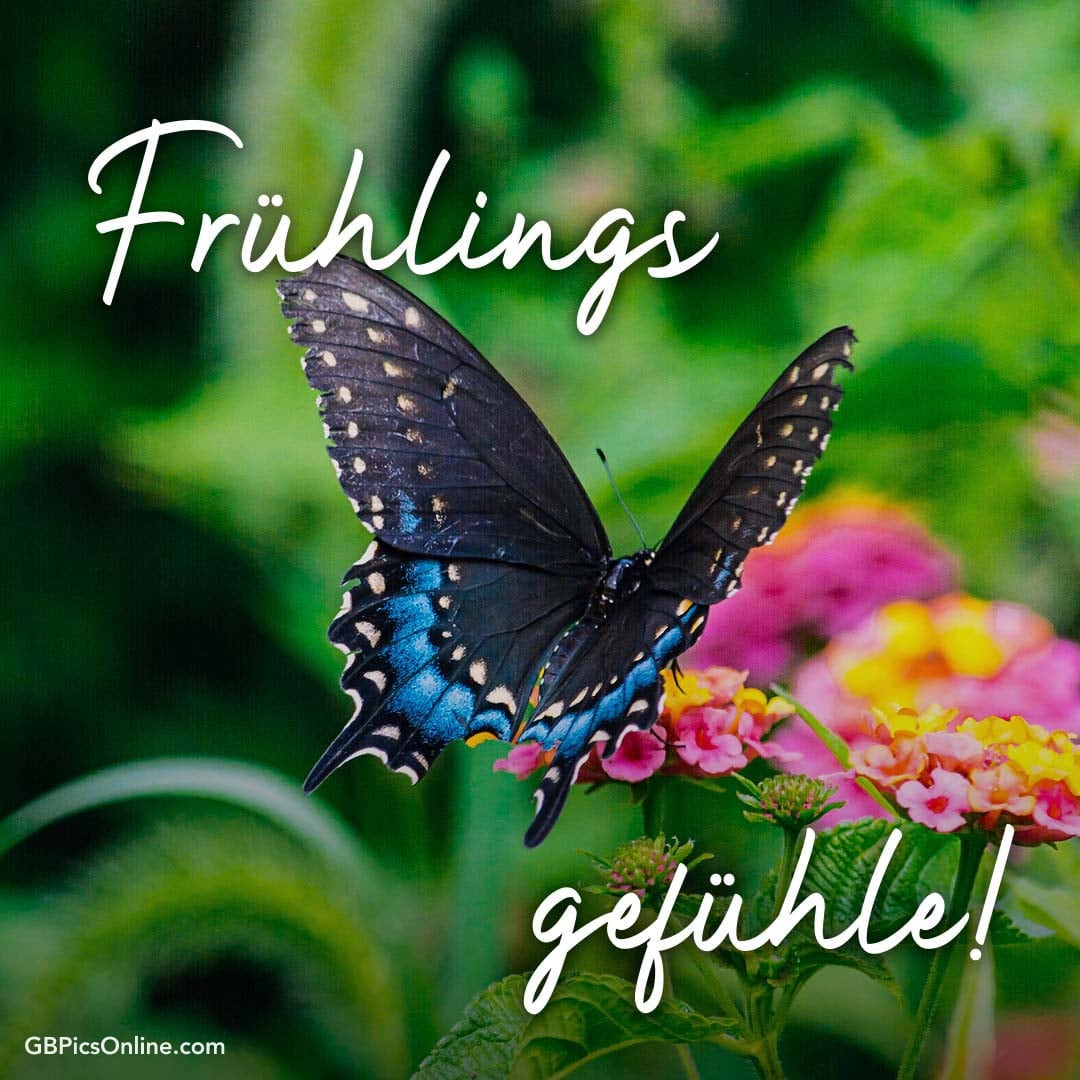 Ein Schmetterling auf Blumen. Text: „Frühlingsgefühle!“