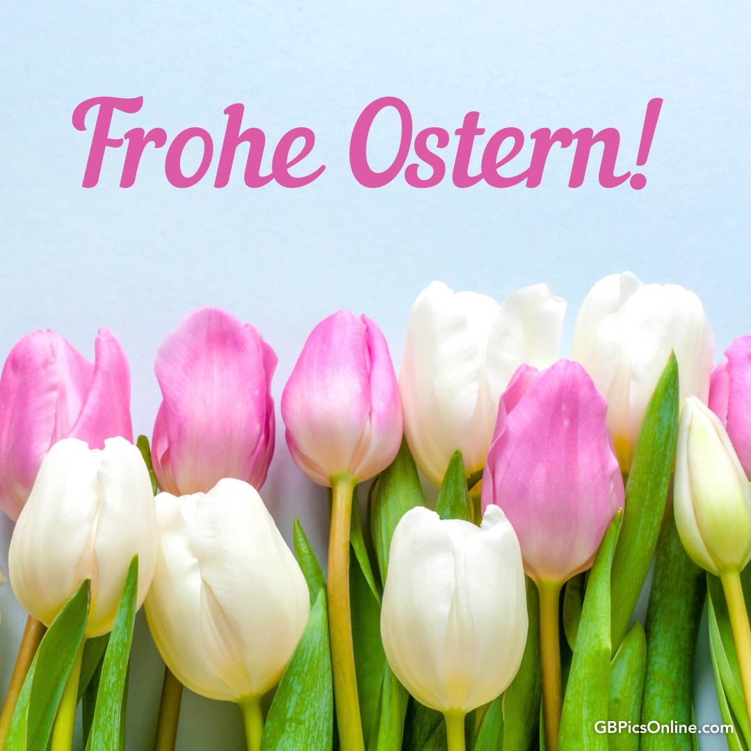 Weiße und rosa Tulpen mit „Frohe Ostern!“ Schriftzug