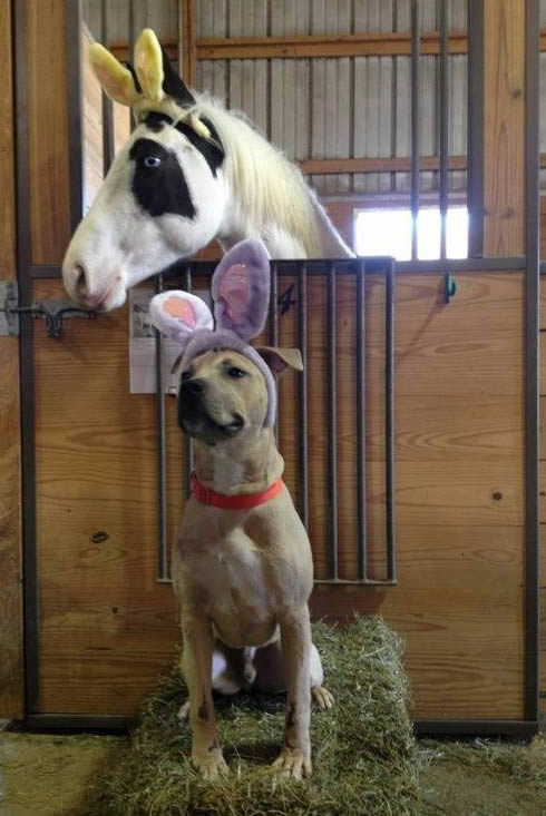 Pferd und Hund im Stall mit...