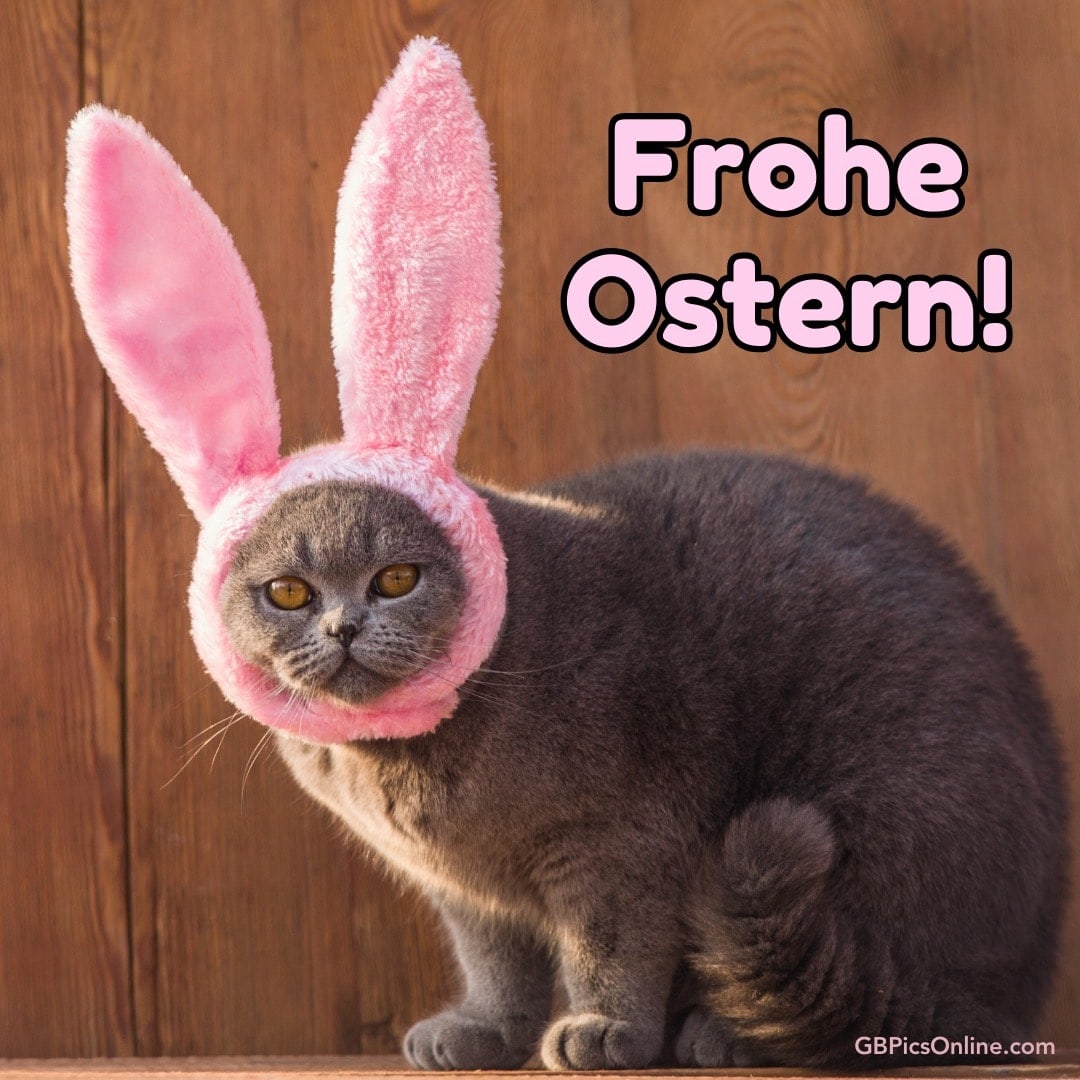 Eine graue Katze mit rosa Hasenohren und dem Schriftzug „Frohe Ostern!“