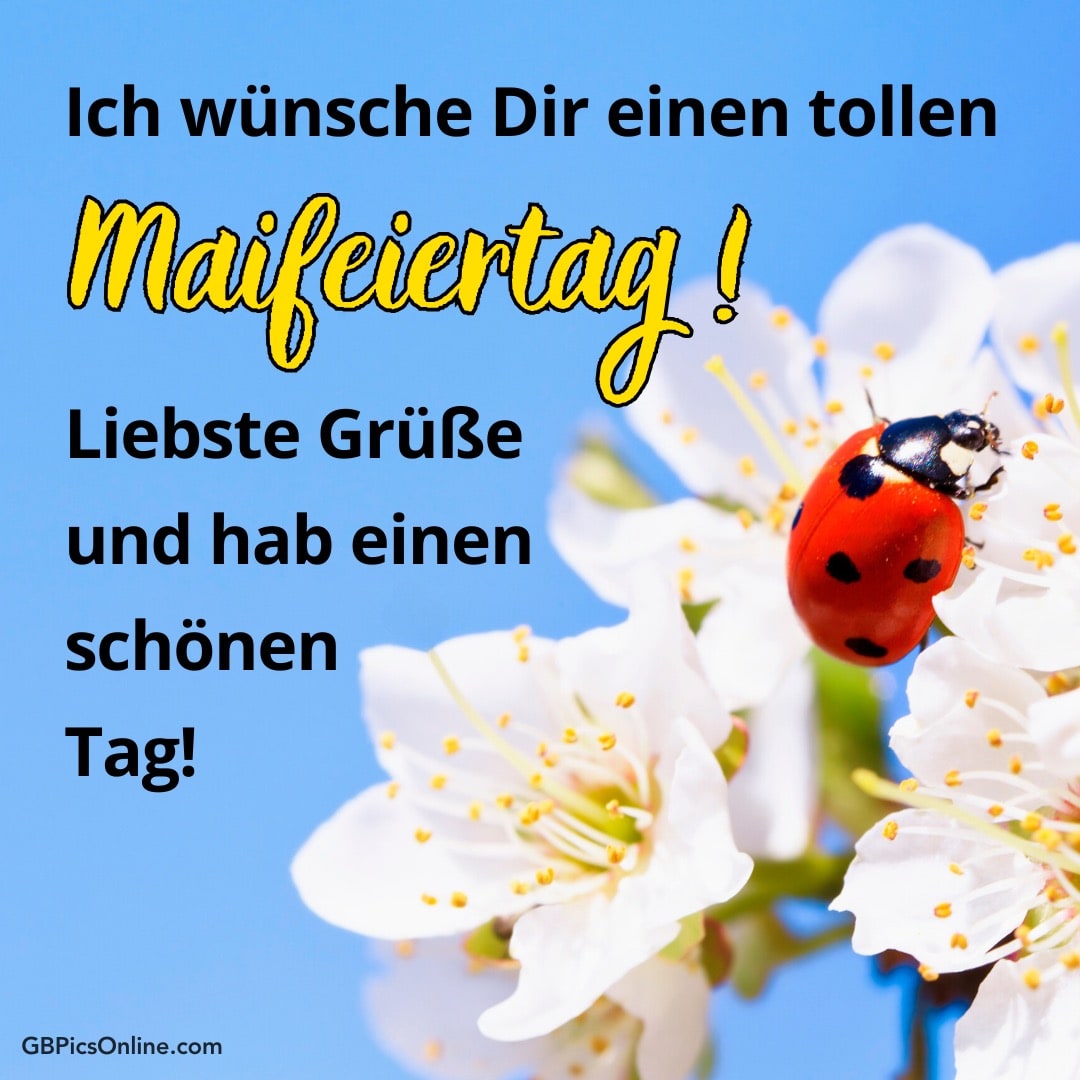 Marienkäfer auf Blüte mit Wünschen zum Maifeiertag