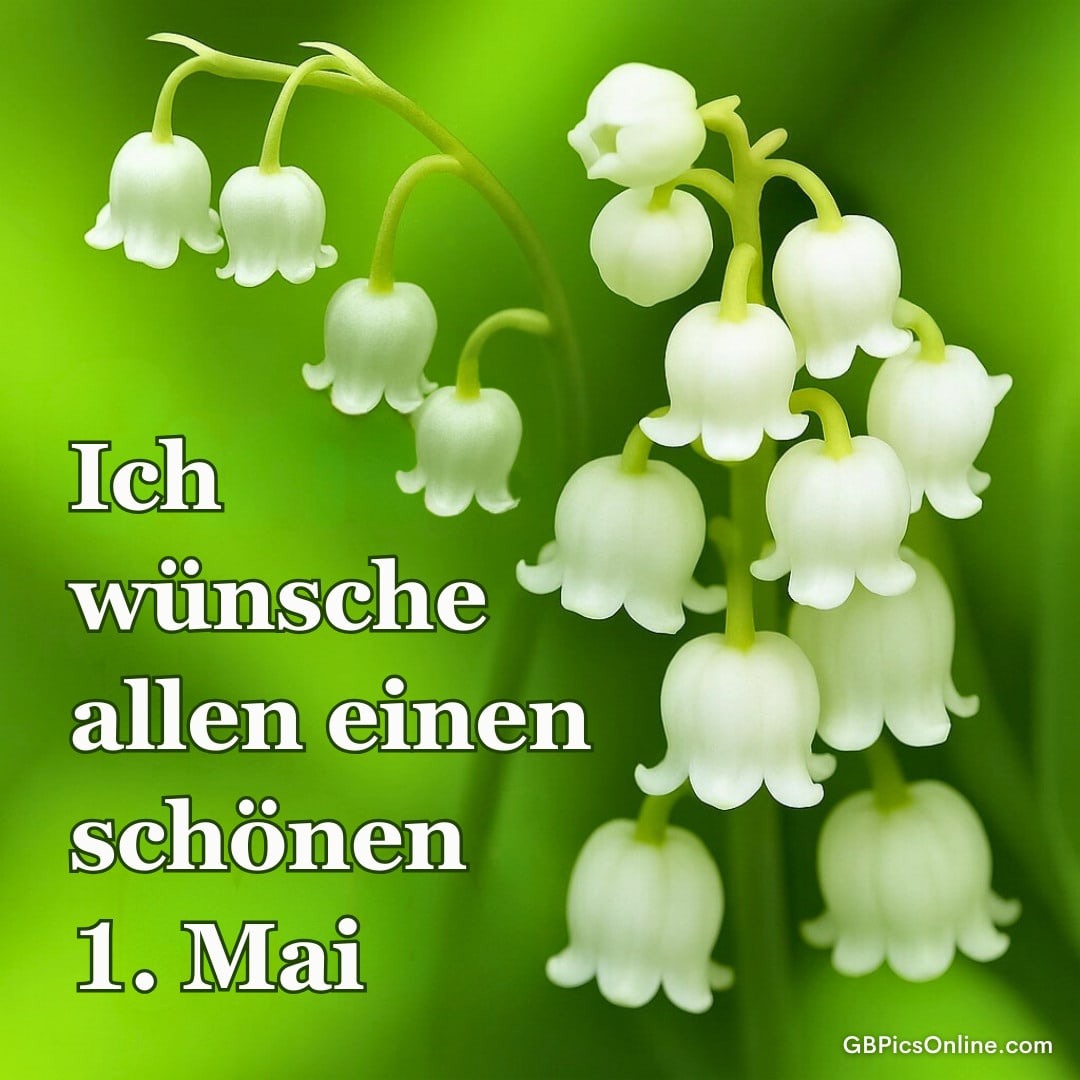 Maiglöckchen vor grünem Hintergrund mit Text: „Ich wünsche allen einen schönen 1. Mai.“