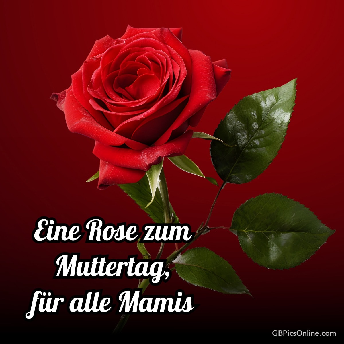 Eine rote Rose mit dem Text „Eine Rose zum Muttertag, für alle Mamis“ vor rotem Hintergrund