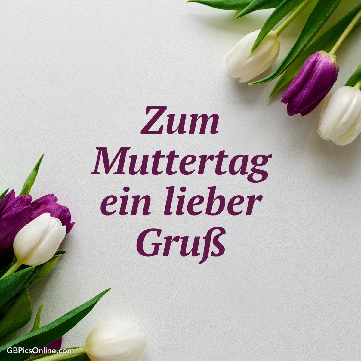 Weiße und lila Tulpen mit Text „Zum Muttertag ein lieber Gruß“