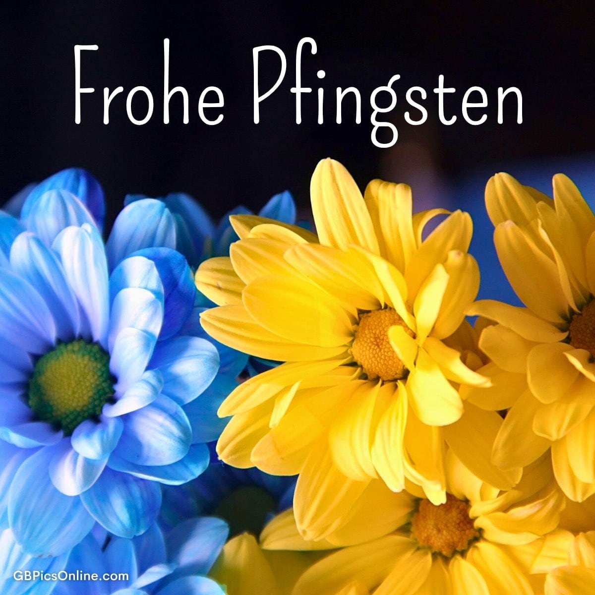 Bunte Blumen in Blau und Gelb, darüber der Schriftzug „Frohe Pfingsten“ auf dunklem Hintergrund