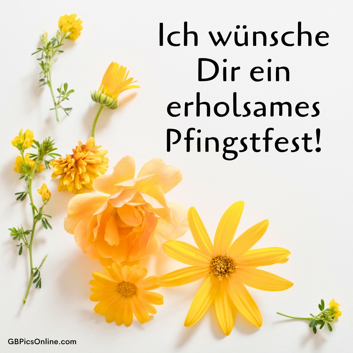 Mehrere gelbe Blumen liegen auf weißem Hintergrund. Daneben steht der Text: „Ich wünsche Dir ein erholsames Pfingstfest!“
