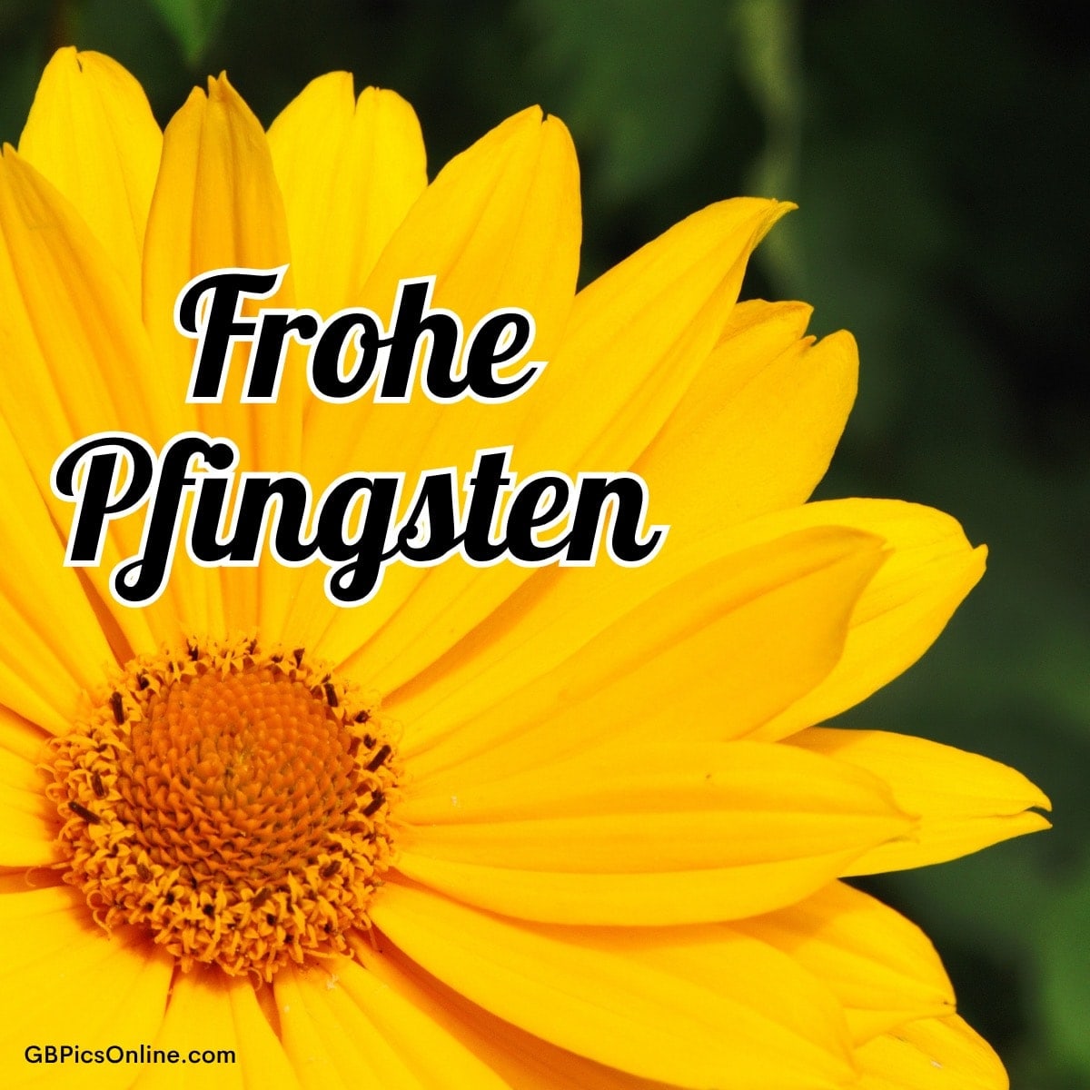 Eine große gelbe Blume vor grünem Hintergrund mit dem Text „Frohe Pfingsten“ in schwarzer Schrift