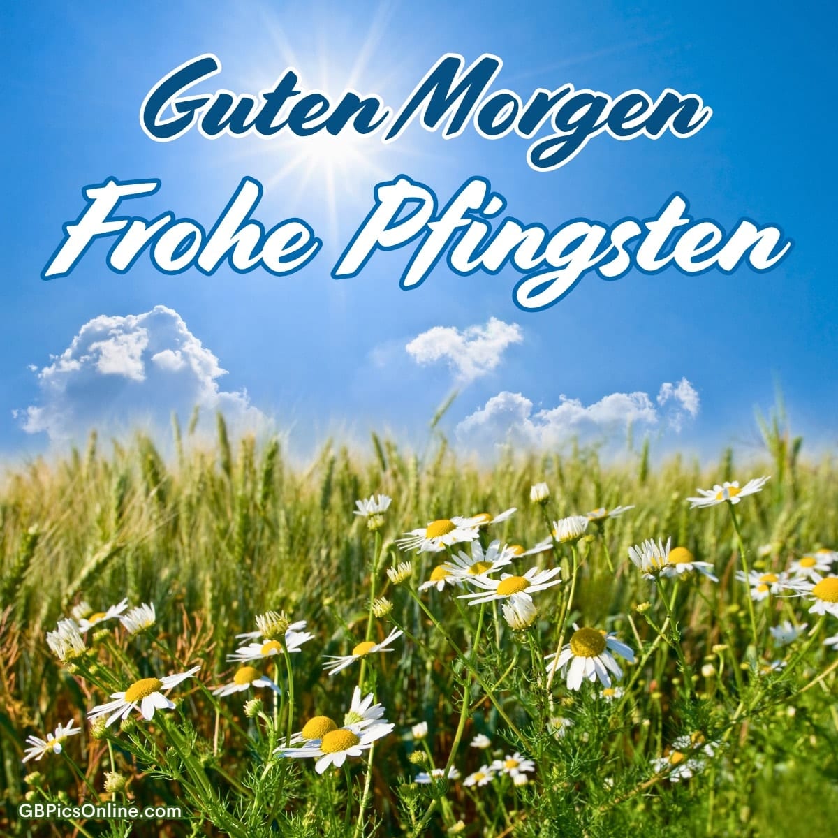 Blauer Himmel, strahlende Sonne, Wolken, Getreidefeld und weiße Gänseblümchen. Text: Guten Morgen, Frohe Pfingsten
