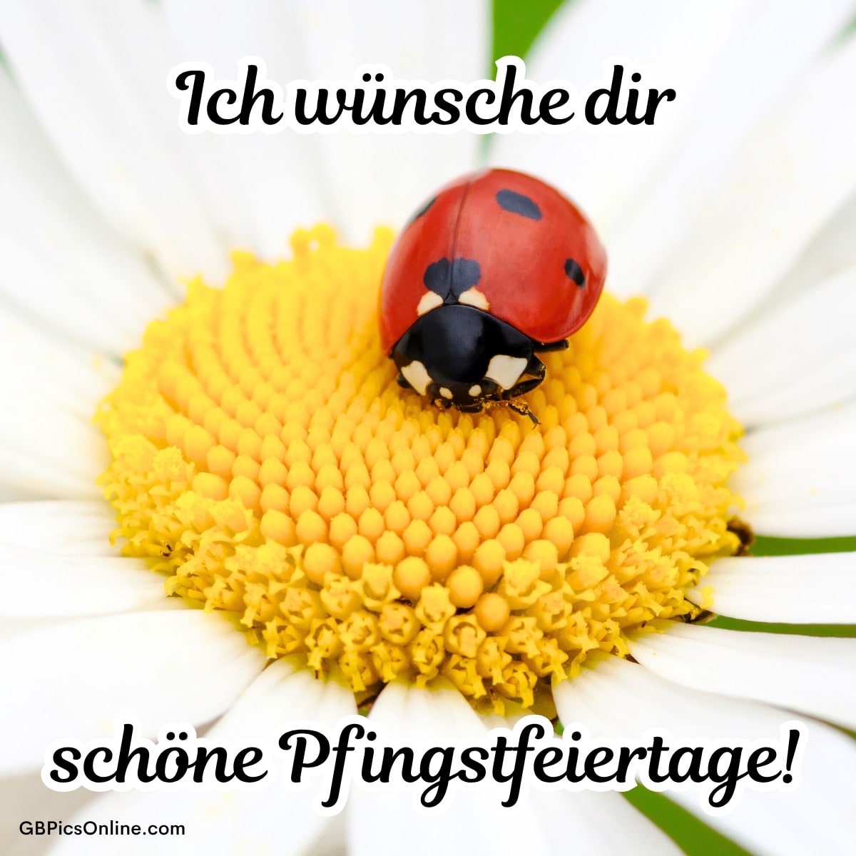 Ein Marienkäfer sitzt auf einer gelben Blume. Text: „Ich wünsche dir schöne Pfingstfeiertage!“