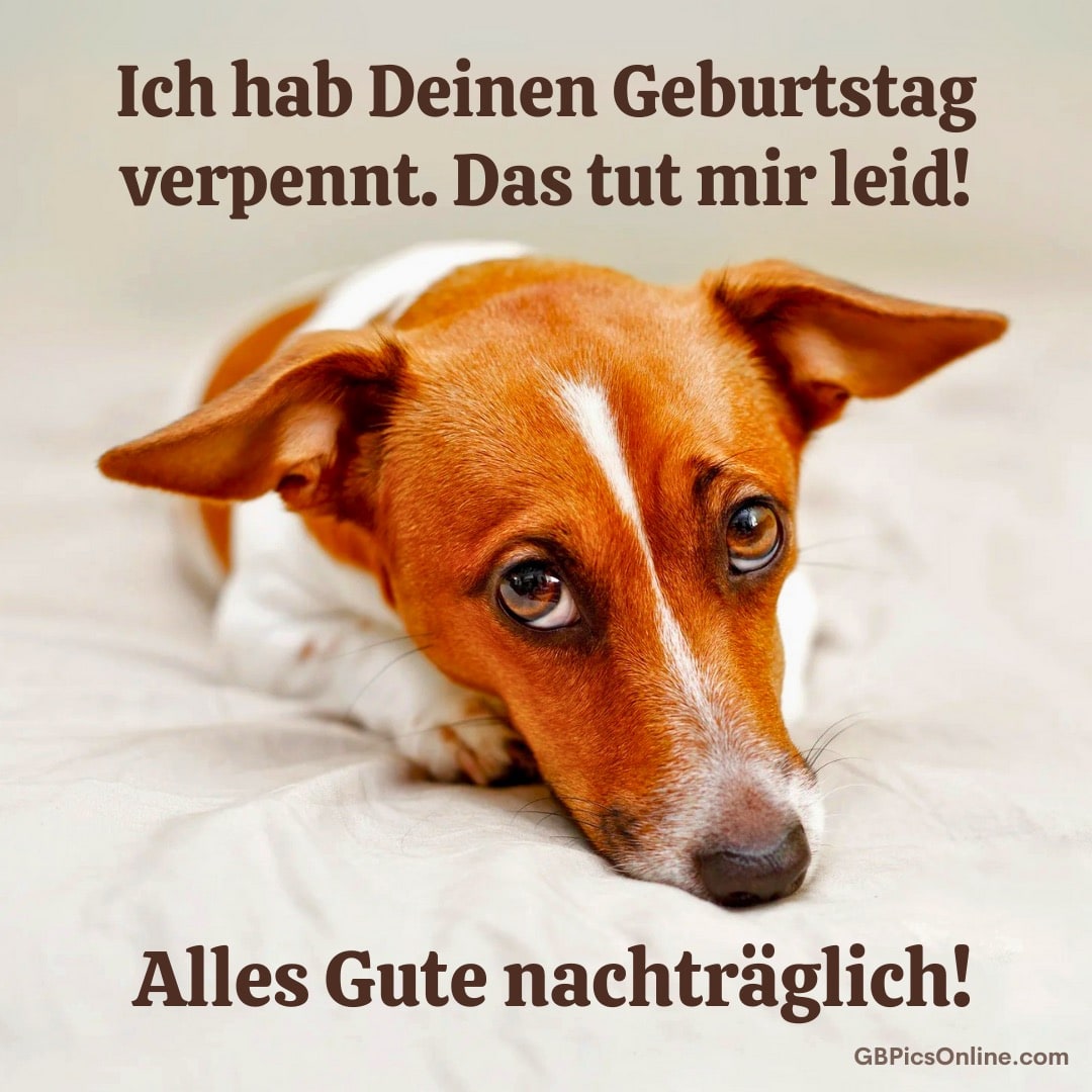 Ein Hund liegt mit traurigem Blick auf einer Decke. Text: Ich hab Deinen Geburtstag verpennt. Alles Gute nachträglich!