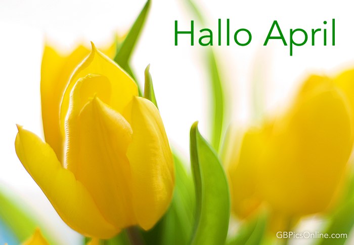 Gelbe Tulpen mit der Aufschrift „Hallo April“ im freundlichen Grünton