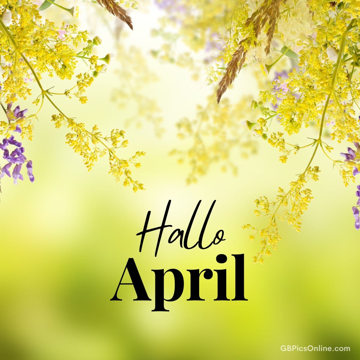 Frühlingsblumen rahmen den Schriftzug „Hallo April“ vor einem hellen Hintergrund