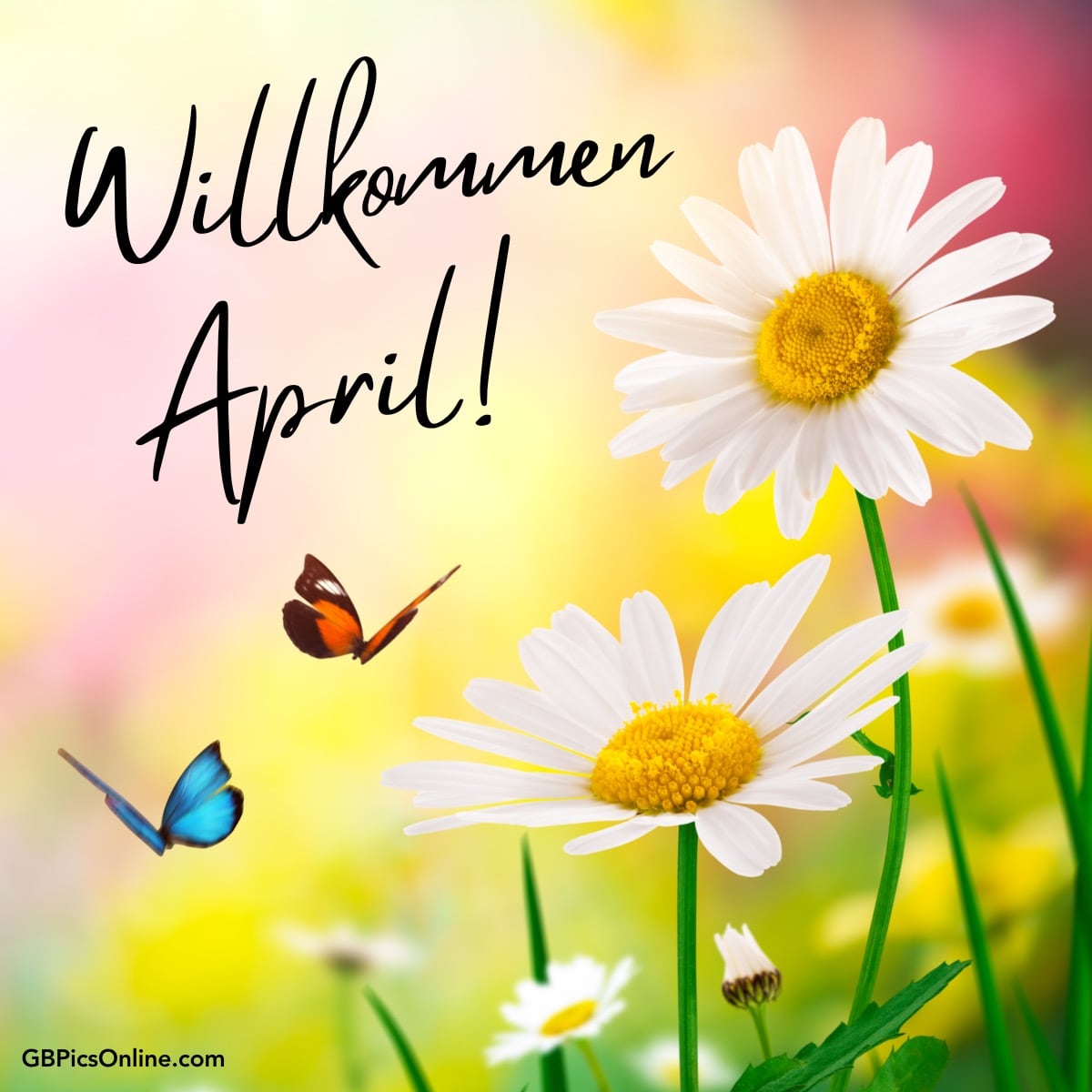 Fröhliche Gänseblümchen und Schmetterlinge mit „Willkommen April!“ Schriftzug