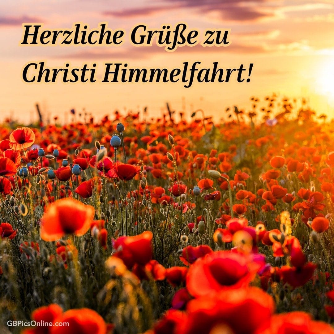 Ein Feld voller roter Mohnblumen im Sonnenuntergang, dazu der Text: „Herzliche Grüße zu Christi Himmelfahrt!“