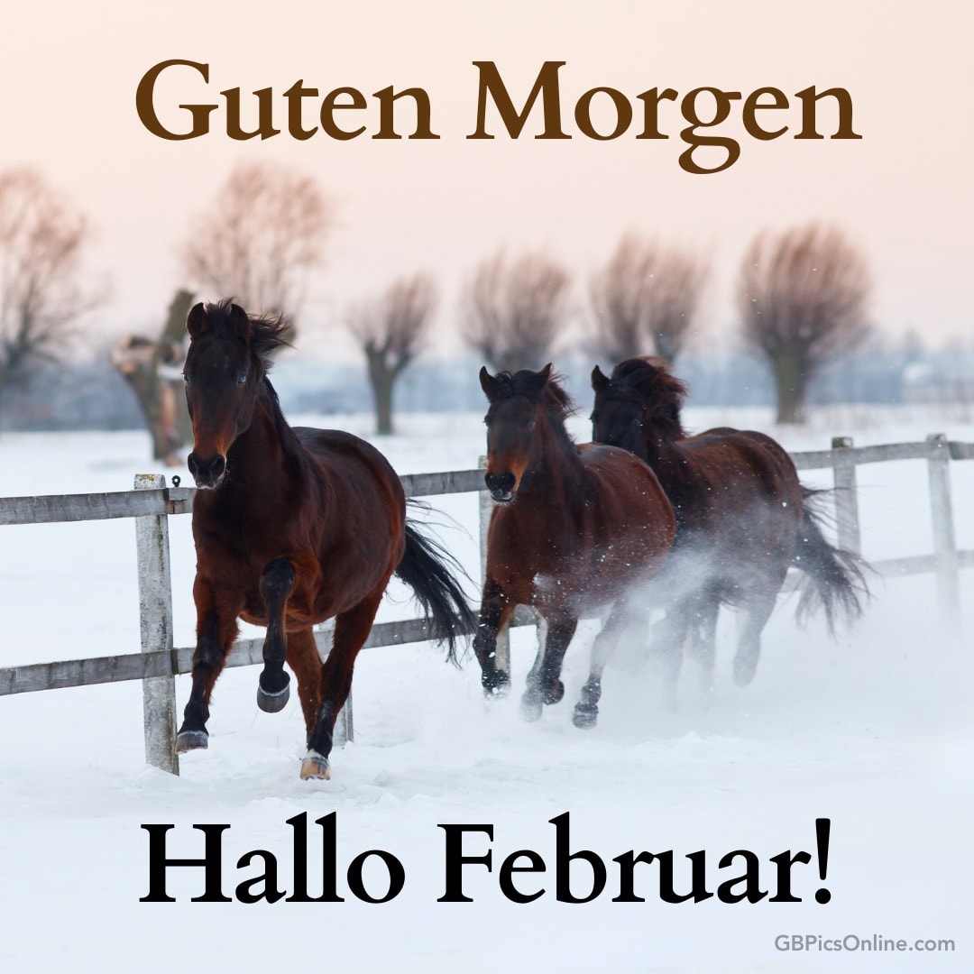 Drei Pferde laufen im Schnee, darüber „Guten Morgen, Hallo Februar!“