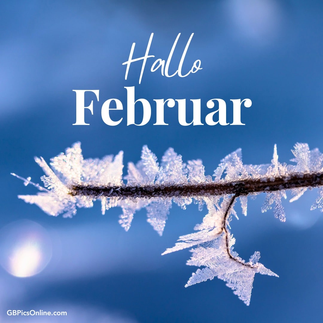 Zweig mit Frostkristallen und „Hallo Februar“ Text