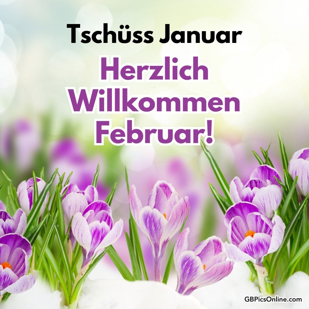 Lila Krokusblüten mit Text „Tschüss Januar, Herzlich Willkommen Februar!“