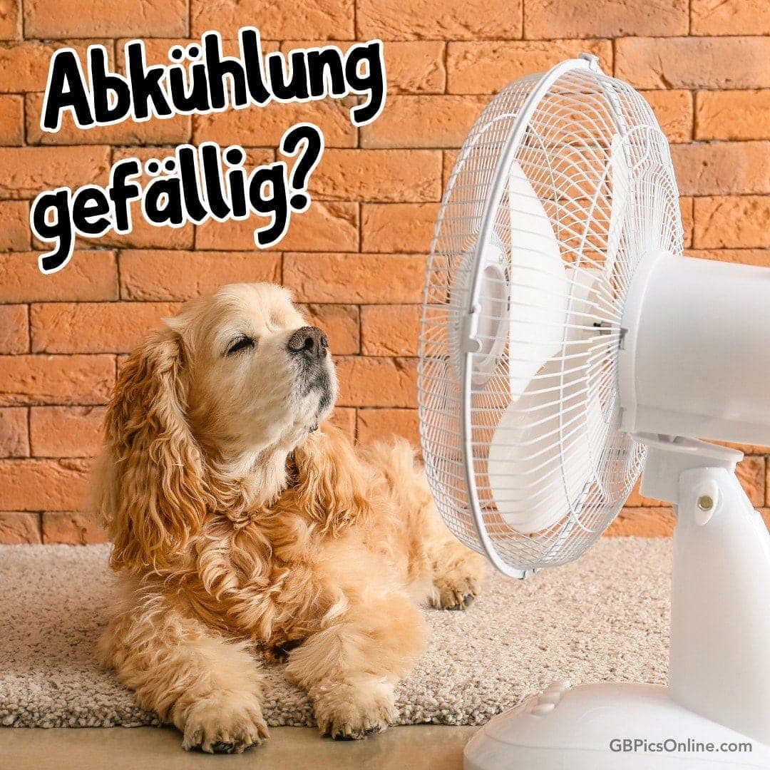 Hund entspannt sich auf Teppich vor einem Ventilator mit geschlossenen Augen. Schriftzug: „Abkühlung gefällig?“