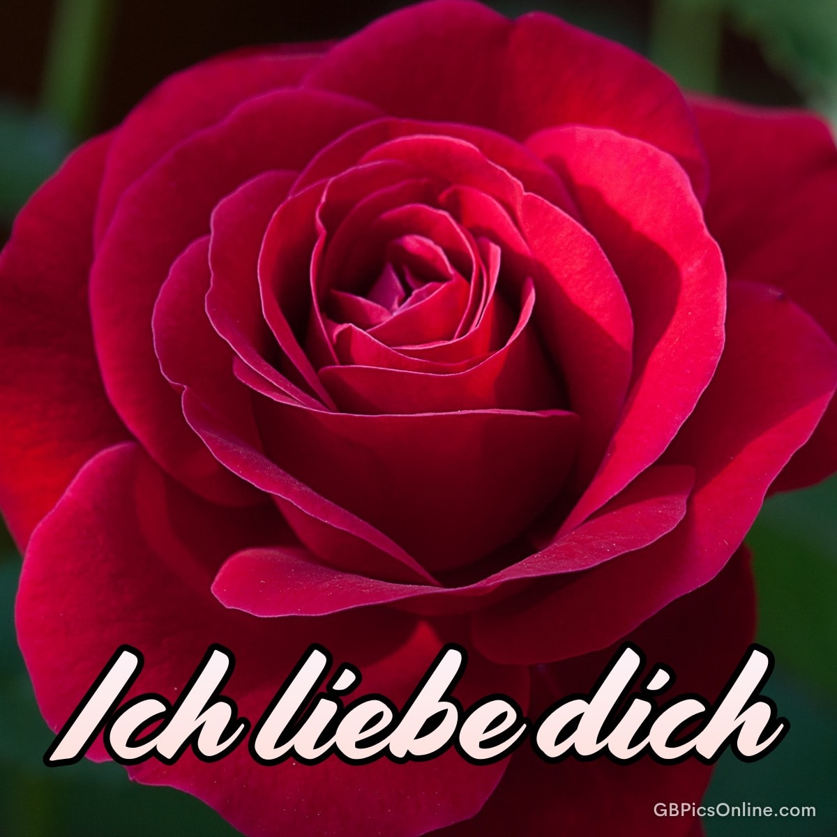 Rote Rose in Großaufnahme mit dem Schriftzug „Ich liebe dich“ vor grünem Hintergrund