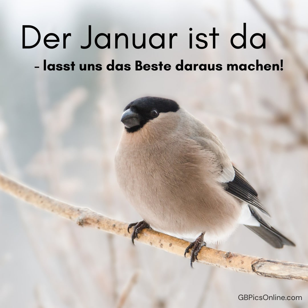 Ein Vogel sitzt auf einem Ast, umgeben von einer winterlichen Atmosphäre, mit einem Text zur Begrüßung des Januars
