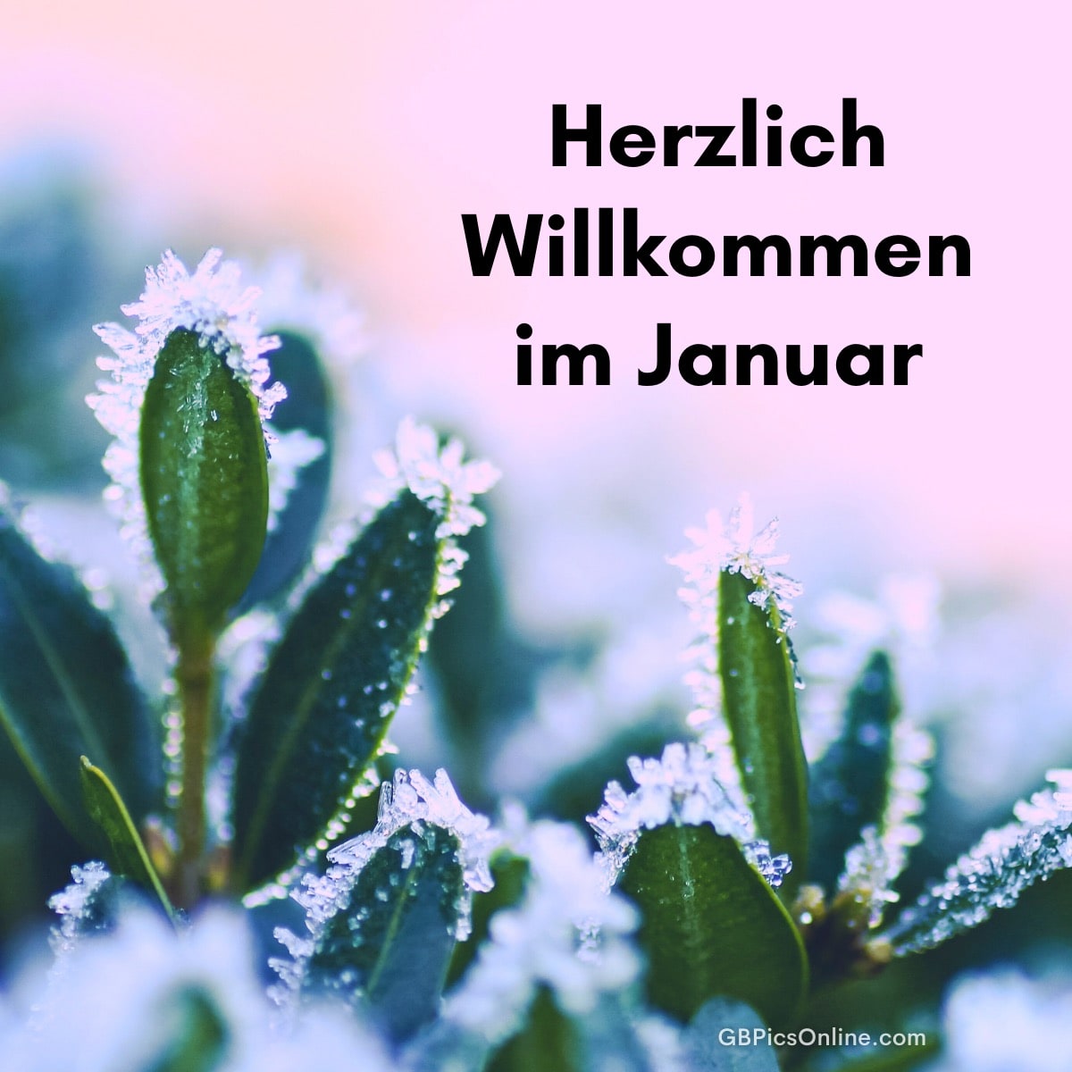 Blätter mit Frostkristallen und Text „Herzlich Willkommen im Januar“