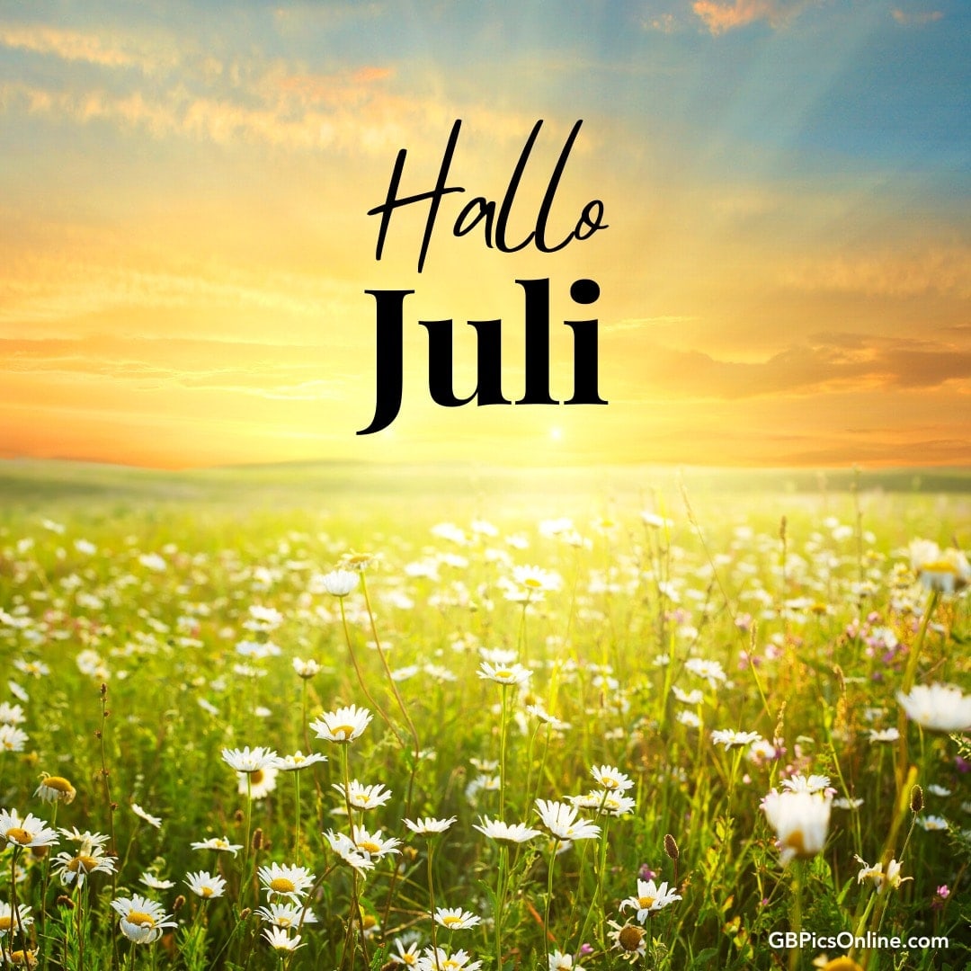 Sonnenuntergang über einem Feld mit Margeriten und der Aufschrift „Hallo Juli“
