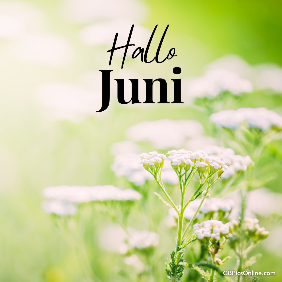 Blumen im Fokus, „Hallo Juni“ Schriftzug, grüner unscharfer Hintergrund
