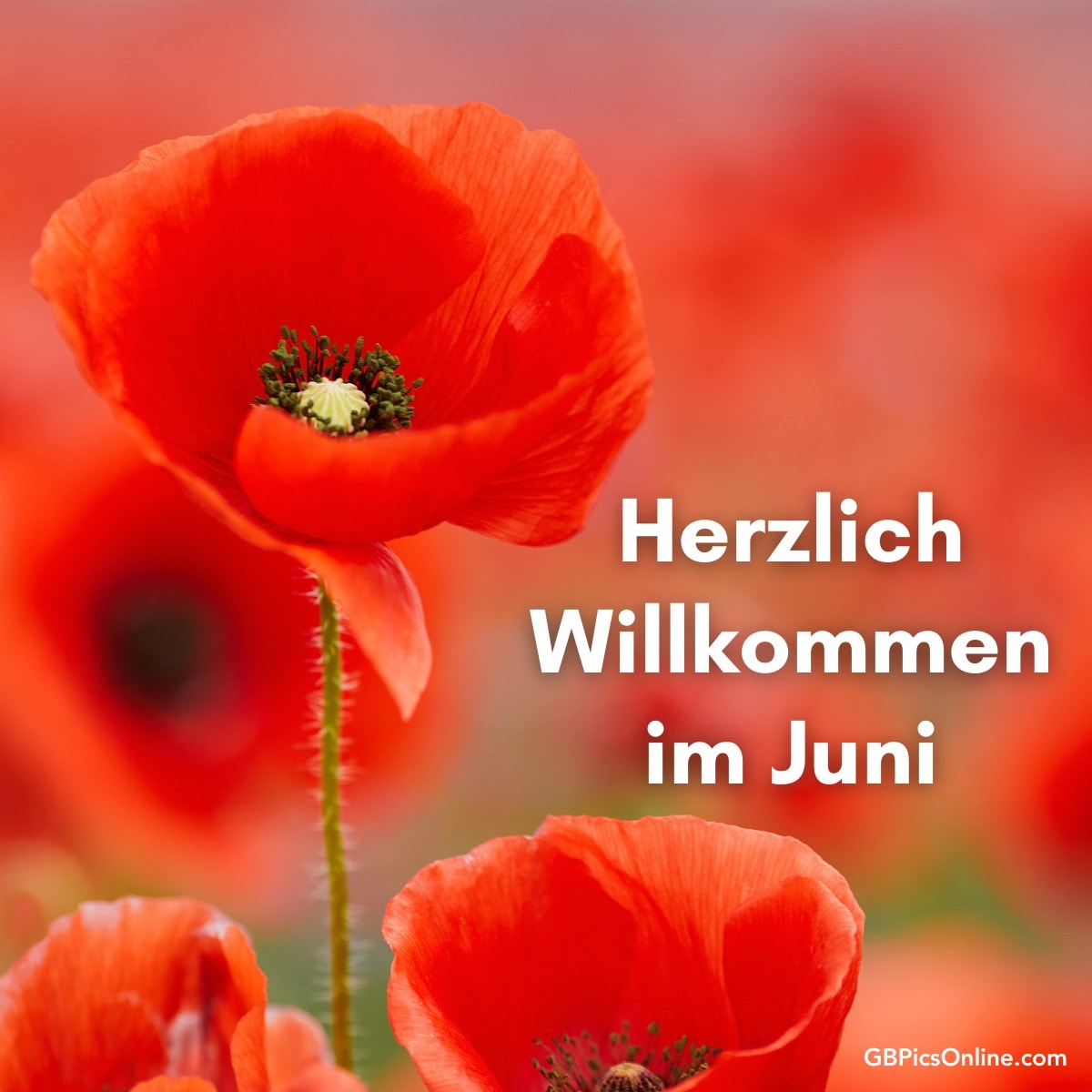 Rote Mohnblumen mit Text „Herzlich Willkommen im Juni“