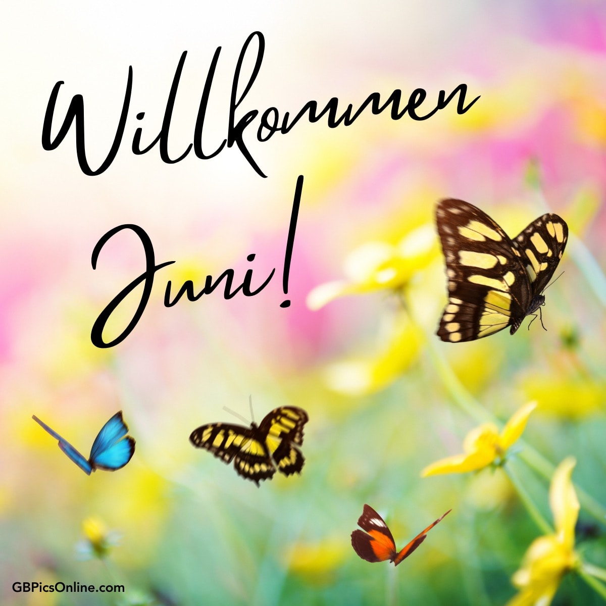 Bunte Schmetterlinge und Blumen mit „Willkommen Juni!“ Text