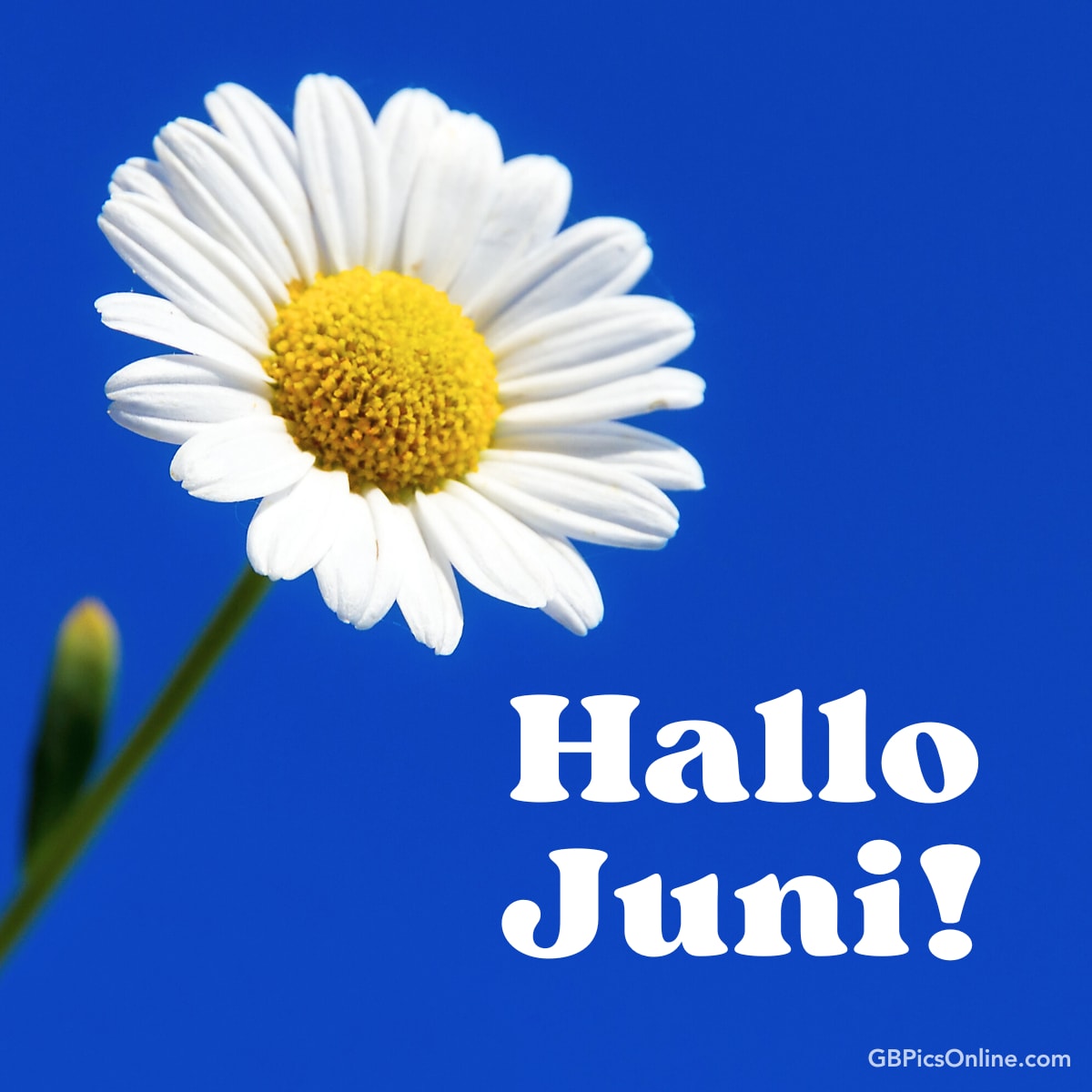 Eine Gänseblümchen vor blauem Himmel mit der Aufschrift „Hallo Juni!“