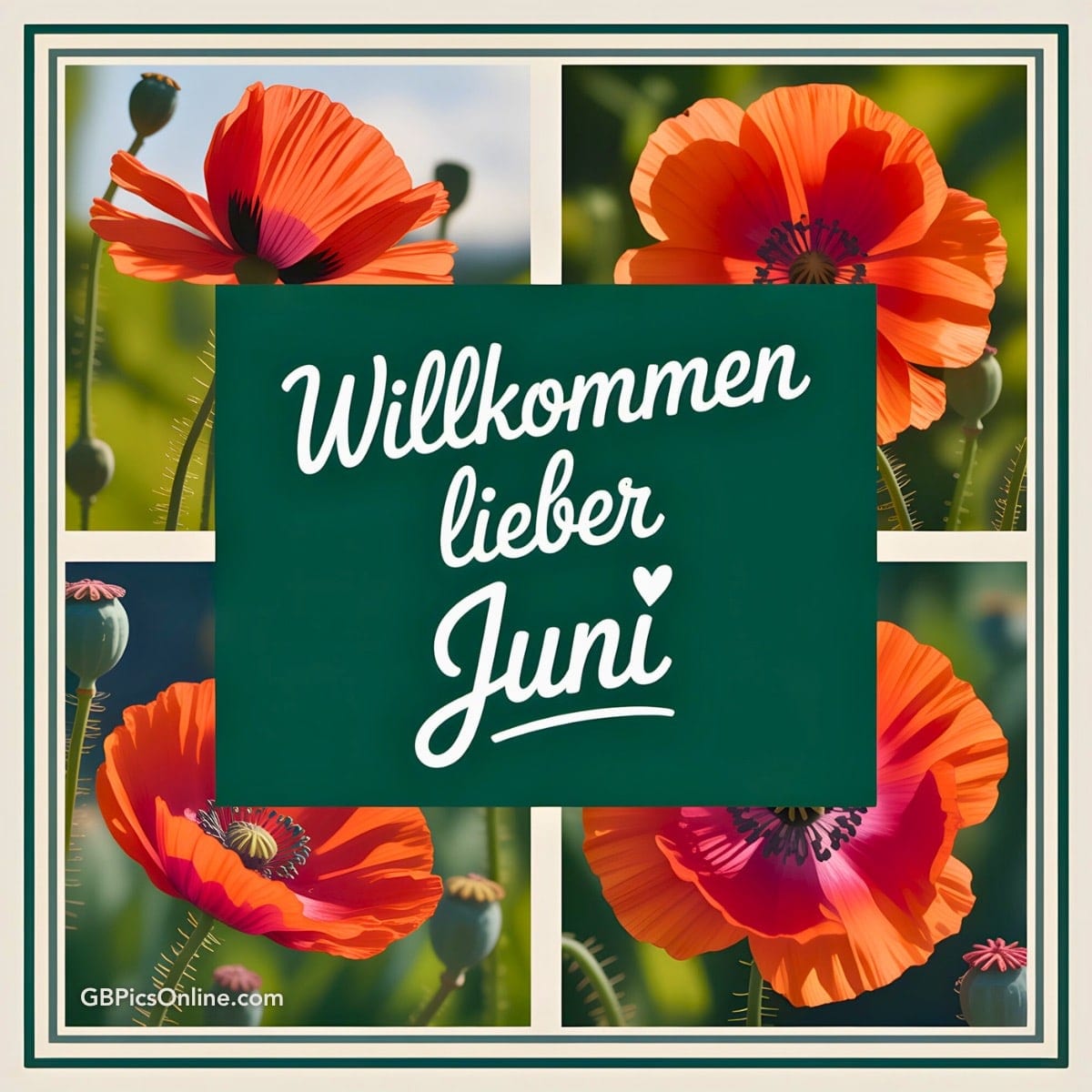 Rote Mohnblumen, grüner Hintergrund, weiße Schrift: „Willkommen lieber Juni“ mit Herzsymbol, einladend und sommerlich