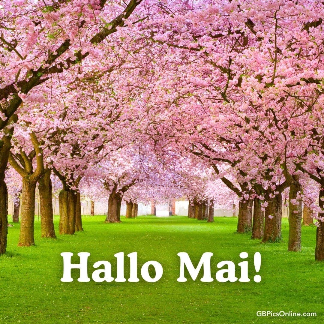Ein Weg umgeben von blühenden Kirschbäumen mit dem Text „Hallo Mai!“