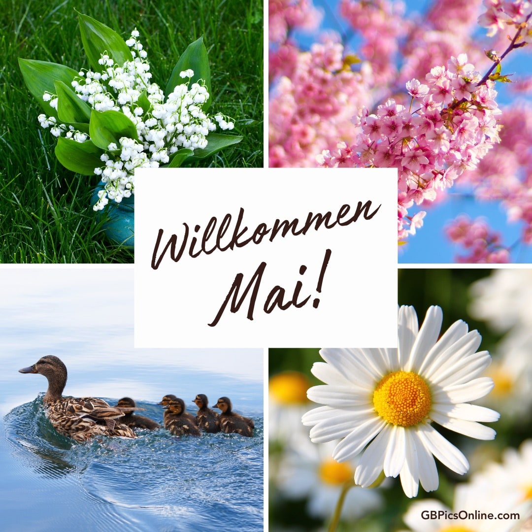 Bunte Frühlingsmotive mit Blumen und Entenfamilie, dazu „Willkommen Mai!“ Schriftzug
