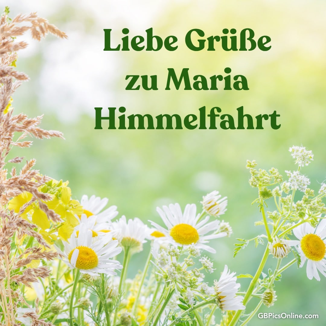 Sommerliche Wiese mit Margariten und Gräsern, dazu grüner Schriftzug: Liebe Grüße zu Maria Himmelfahrt