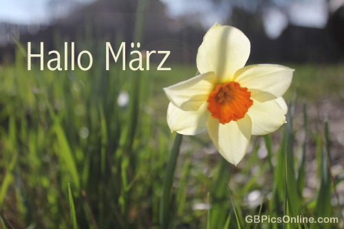Eine Narzisse im Gras mit dem Text „Hallo März“