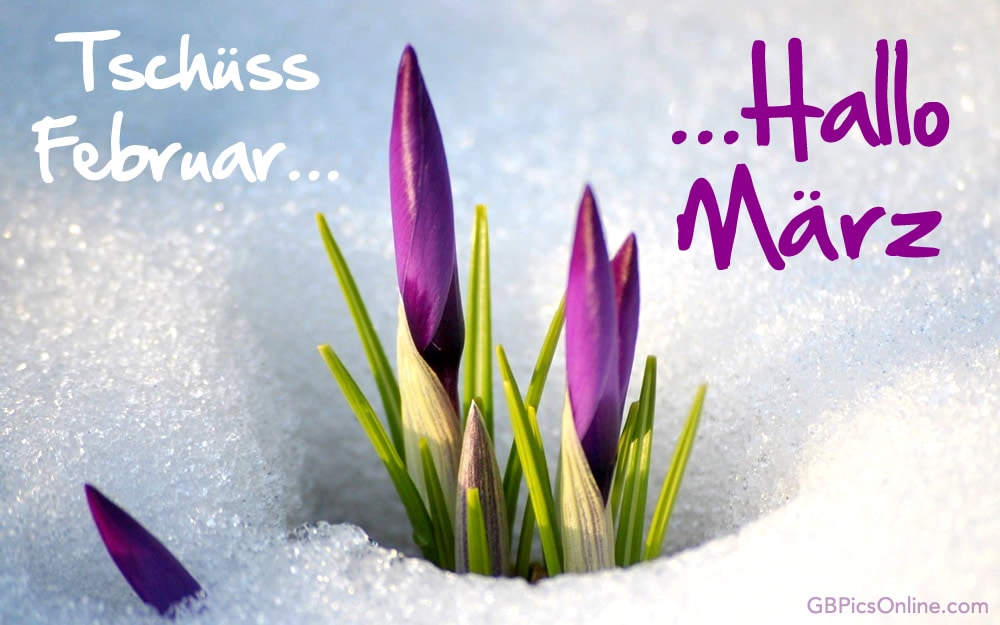 Lila Krokusse sprießen aus Schnee, Text sagt „Tschüss Februar“ und „Hallo März“