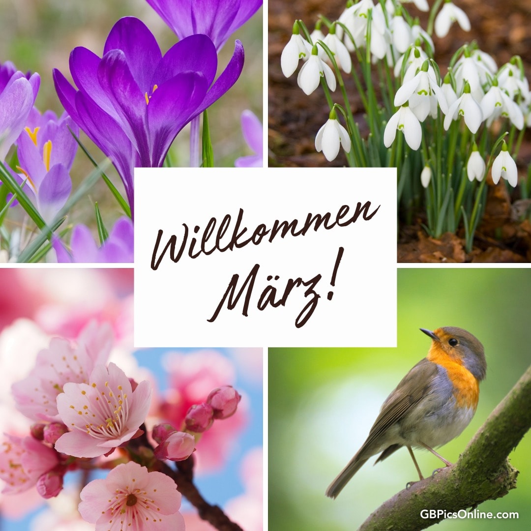 Bunte Frühlingsblumen, ein Rotkehlchen und „Willkommen März!“ Text