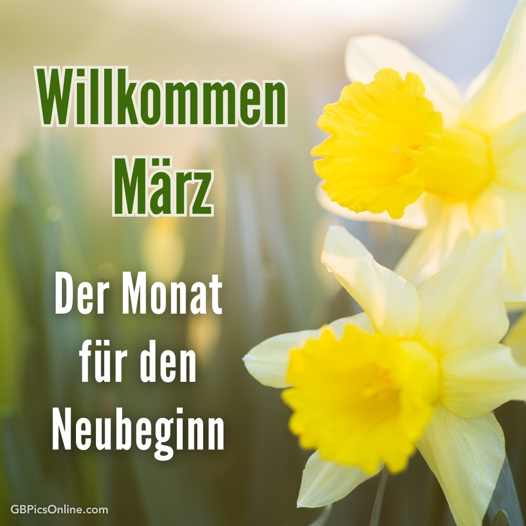 Gelbe Narzissen mit text: Willkommen März, Der Monat für den Neubeginn