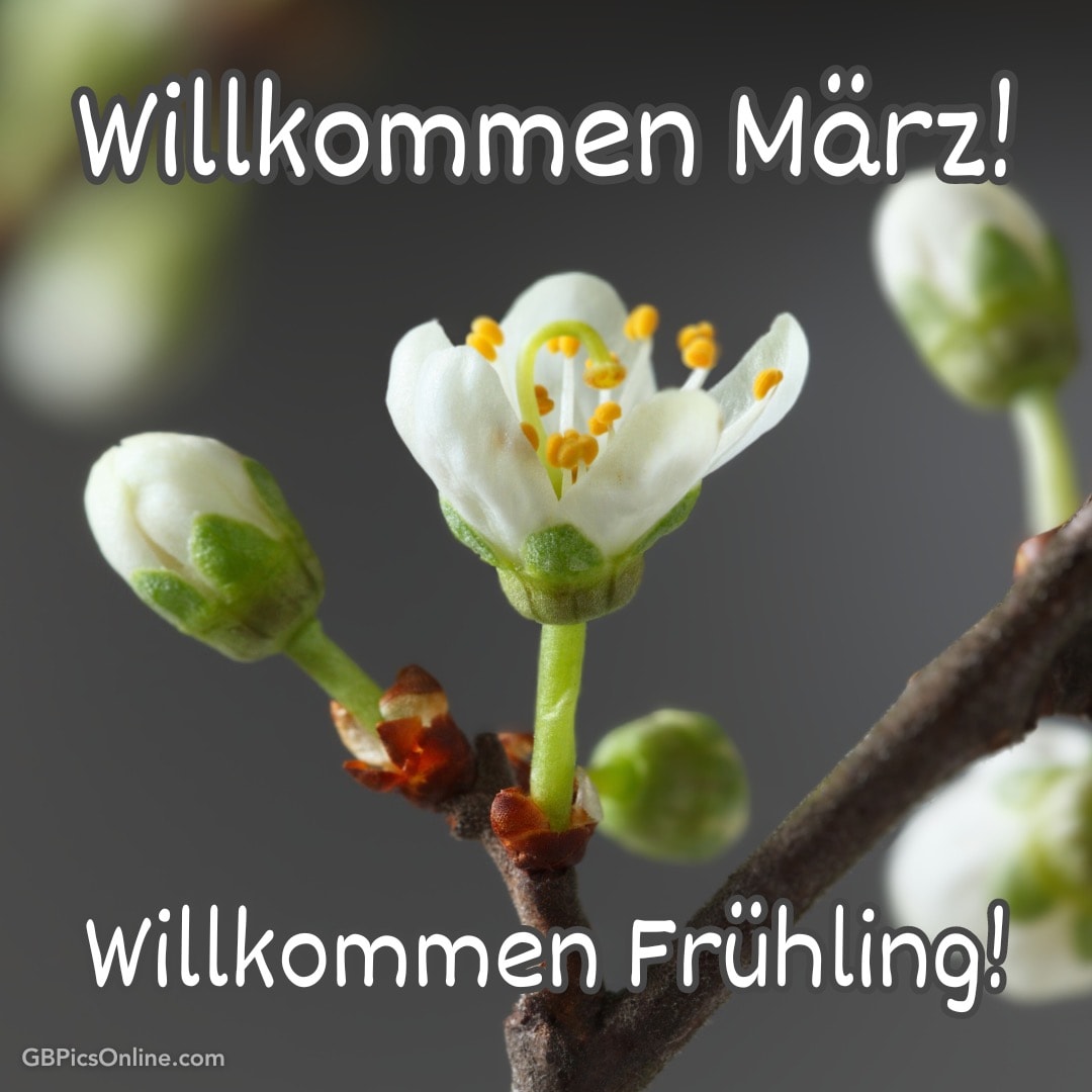 Eine weiße Blüte mit der Aufschrift „Willkommen März! Willkommen Frühling!“ auf dunklem Hintergrund