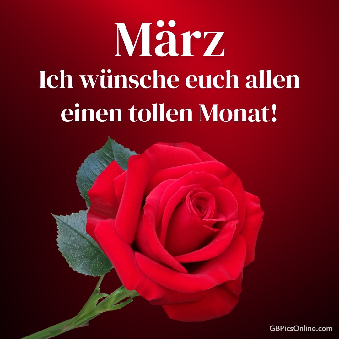 Eine rote Rose mit Wünschen für einen tollen März auf rotem Hintergrund