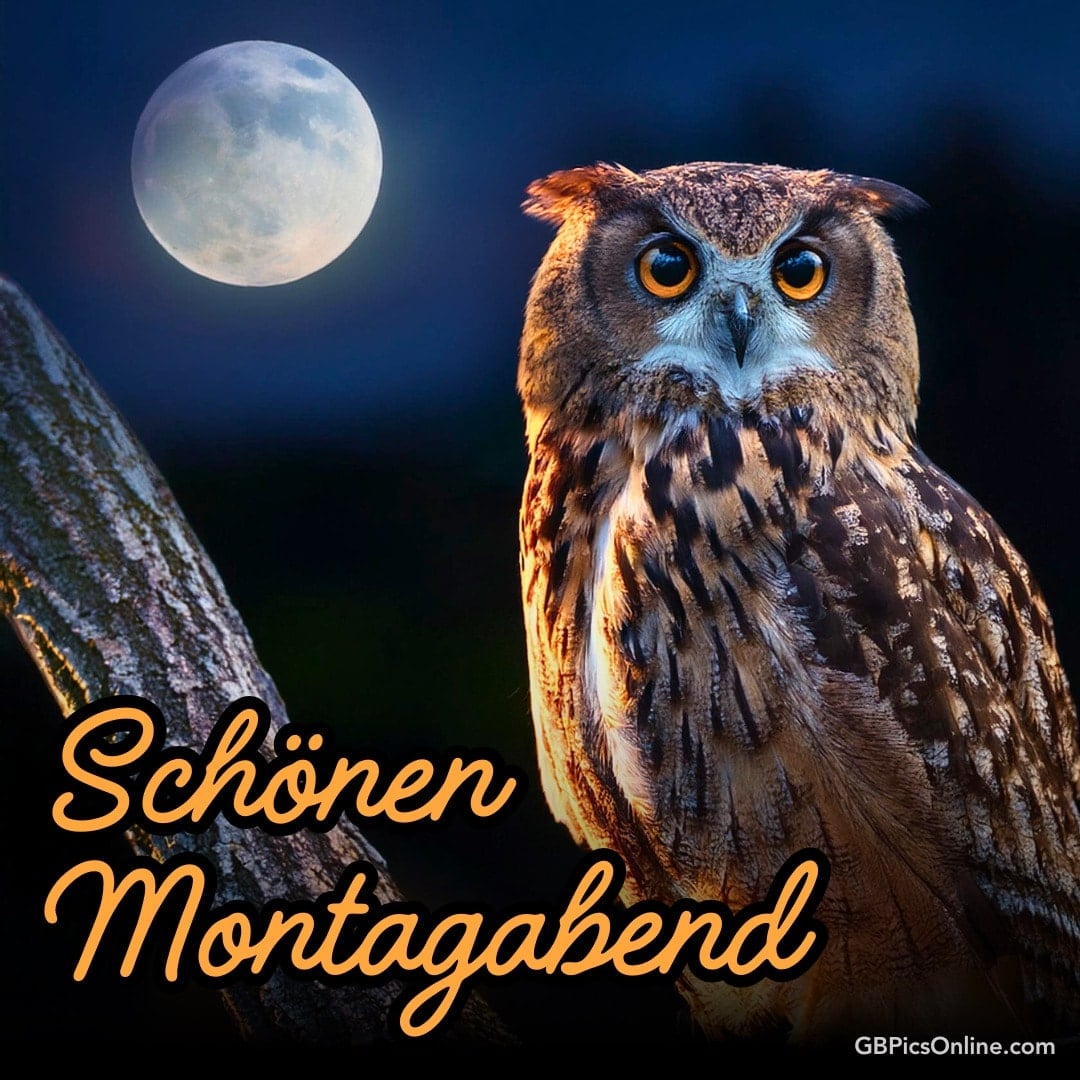 Eule im Mondlicht auf einem Ast, dazu der leuchtende Schriftzug „Schönen Montagabend“