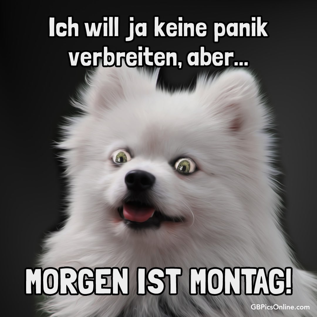 Ein überraschter Hund mit dem Text: „Morgen ist Montag!“