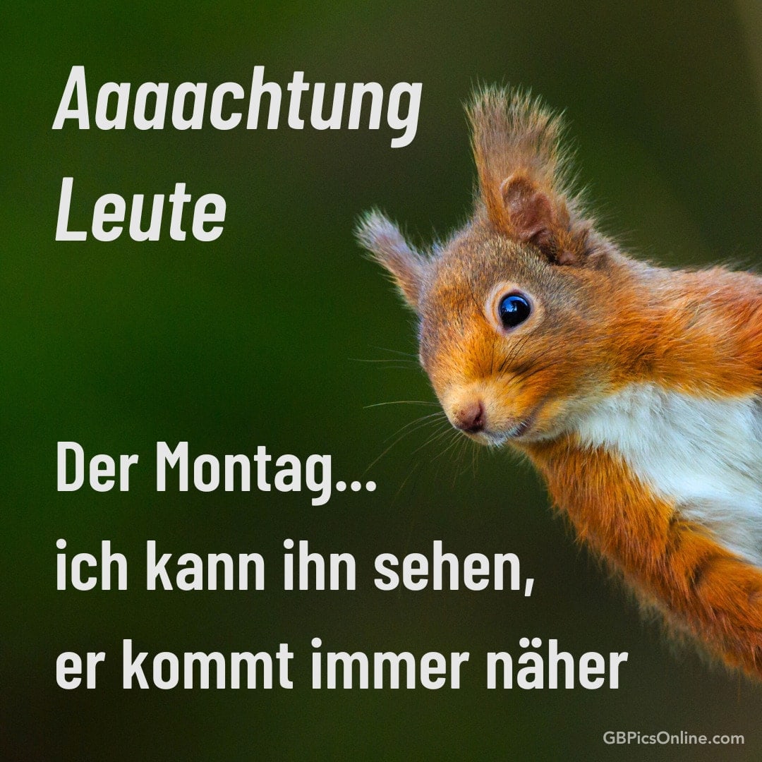 Ein Eichhörnchen, Text warnt vor dem nahenden Montag