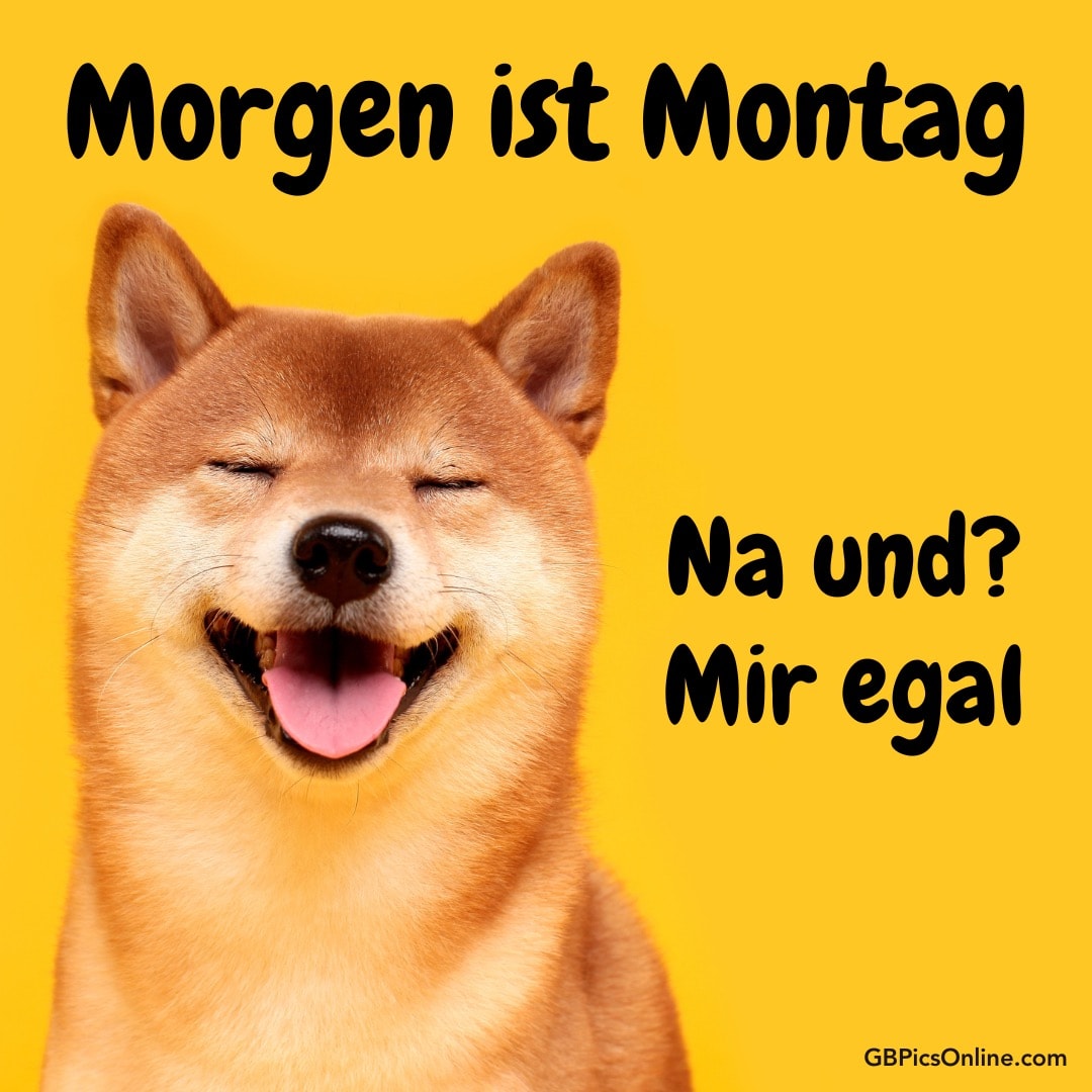 Glücklicher Hund auf gelbem Hintergrund. Text: „Morgen ist Montag. Na und? Mir egal“