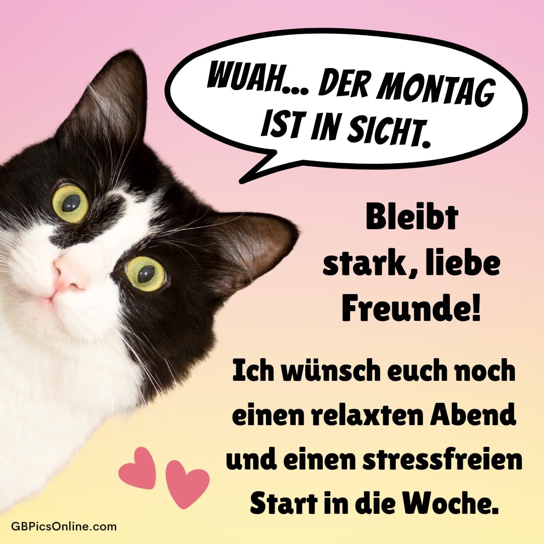 Eine schwarz-weiße Katze schaut mit großen Augen, dazu motivierende Worte für einen entspannten Wochenstart