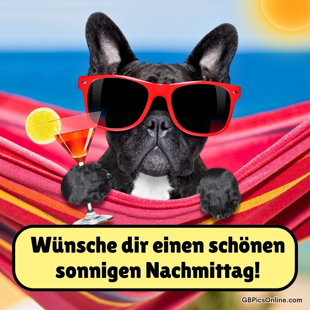 Französische Bulldogge in einer Hängematte mit Sonnenbrille und Cocktail