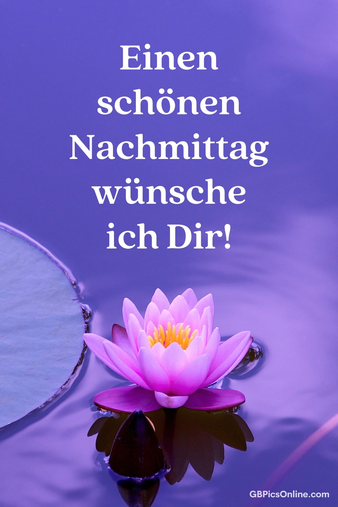 Lilafarbene Seerose auf Wasser mit Wunsch für einen schönen Nachmittag
