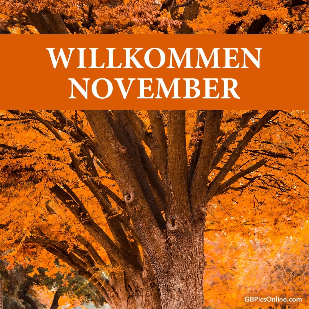 Ein Baum in leuchtendem Herbstlaub mit dem Text „Willkommen November“