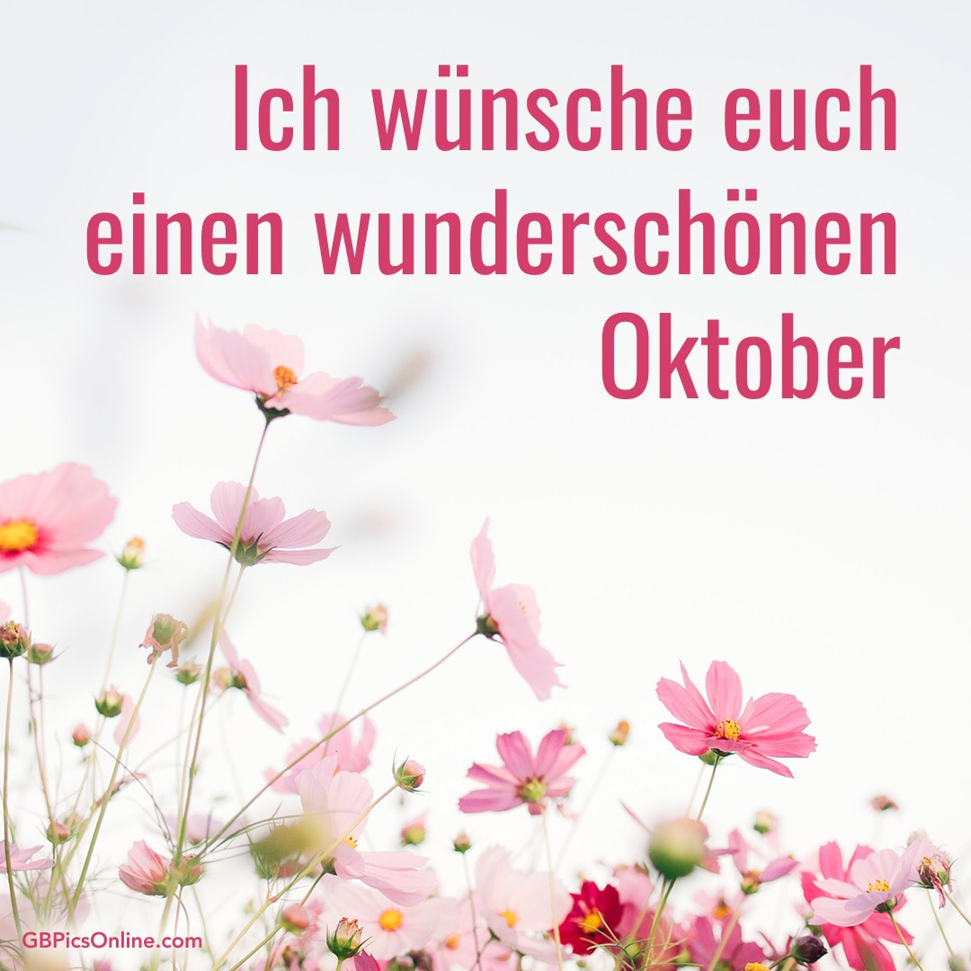 Rosa Blumen mit Text: „Ich wünsche euch einen wunderschönen Oktober“