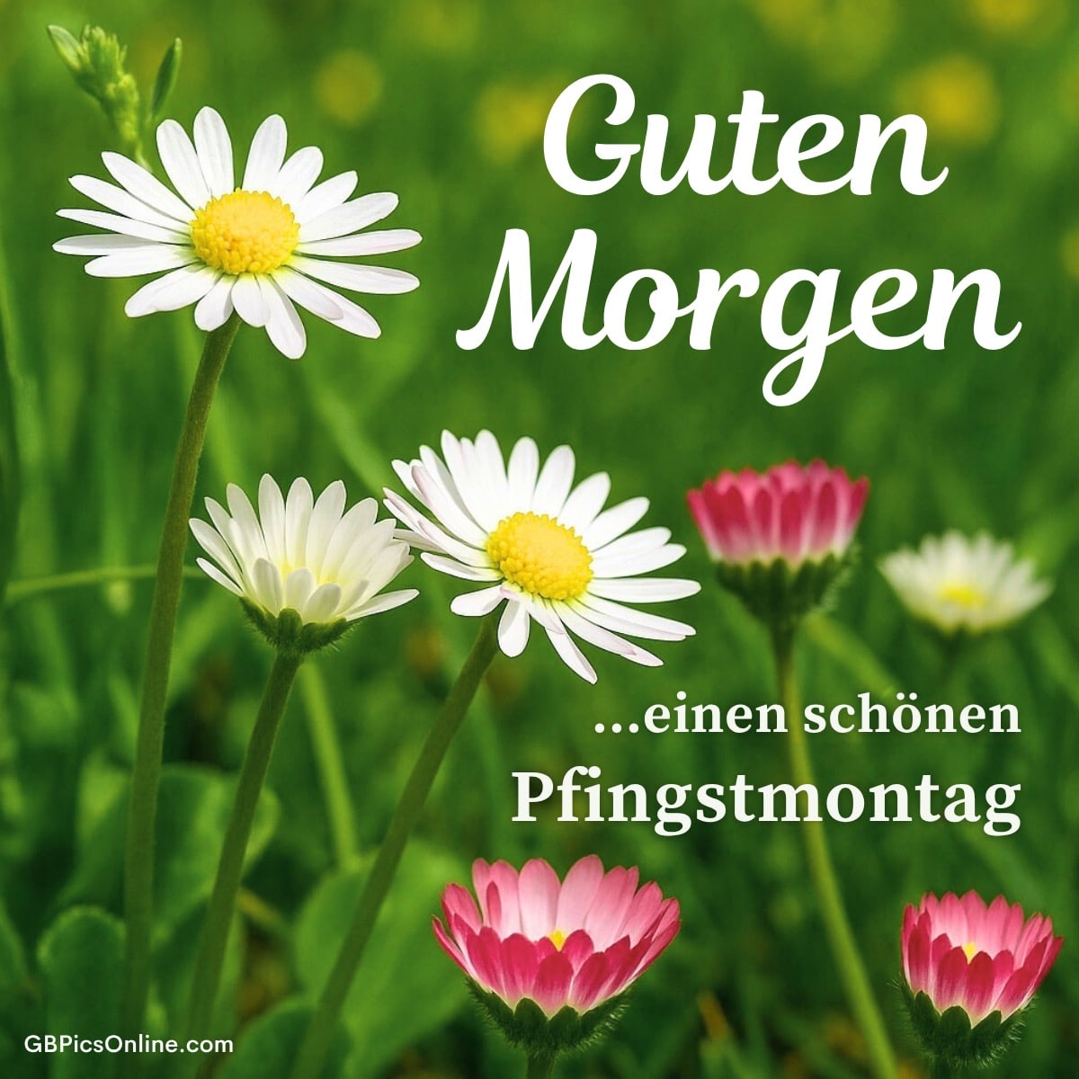 Gänseblümchen auf einer Wiese mit dem Text „Guten Morgen, einen schönen Pfingstmontag“ in weißer Schrift